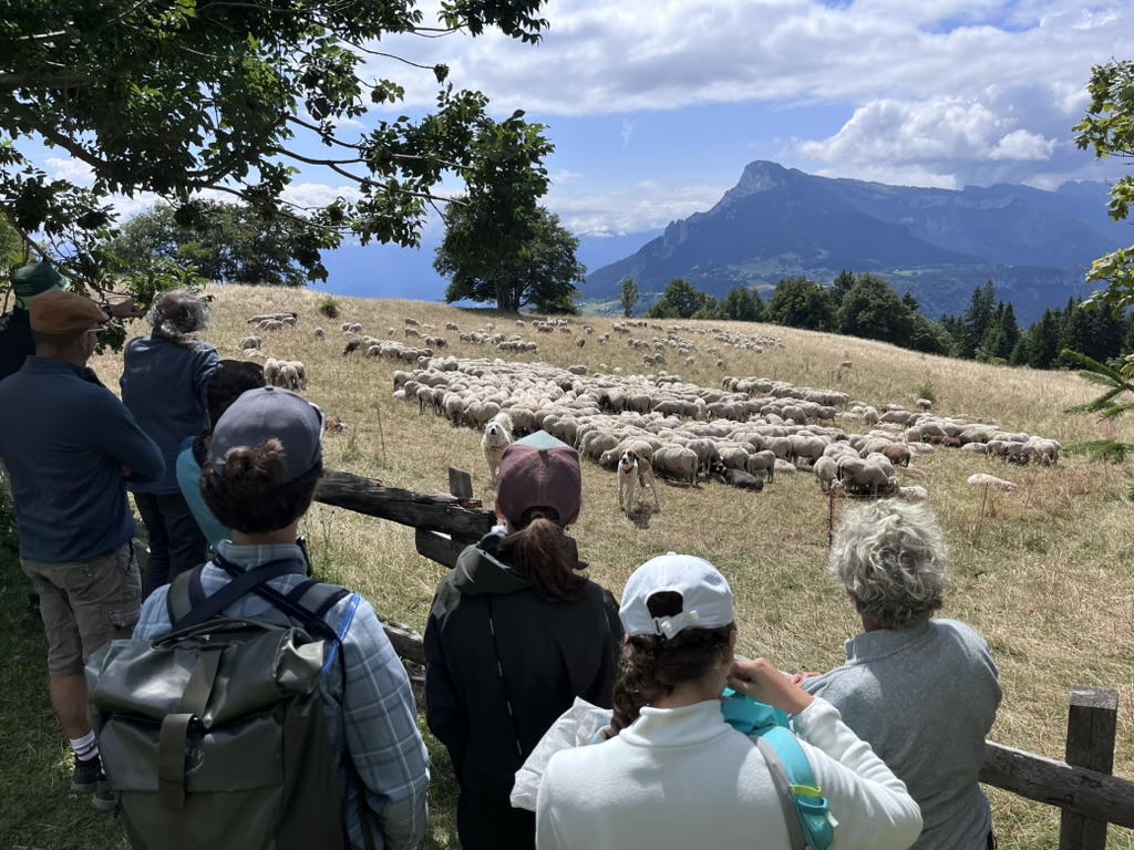 Randonnée pastorale au Sornin en 2025